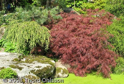 Acer palmatum 'Dissectum 'Atropurpureum'